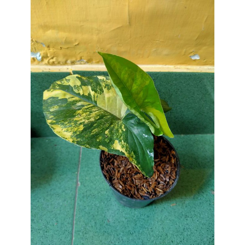 Syngonium Variegata Yellow