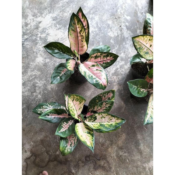 paket Aglonema kocin kuning