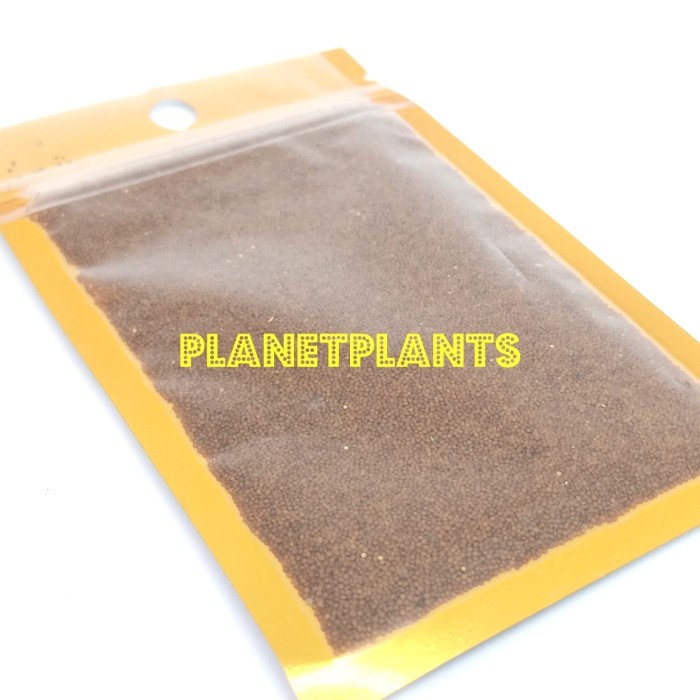 BIBIT KARPET SEED CARPET SEED AQUASCAPE