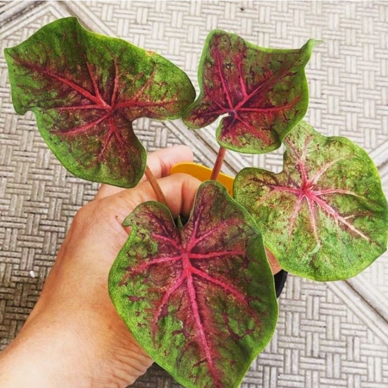 Caladium Zerena/ bunga keladi / tanaman hias keladi murah / tanaman keladi hidup / caladium thailand
