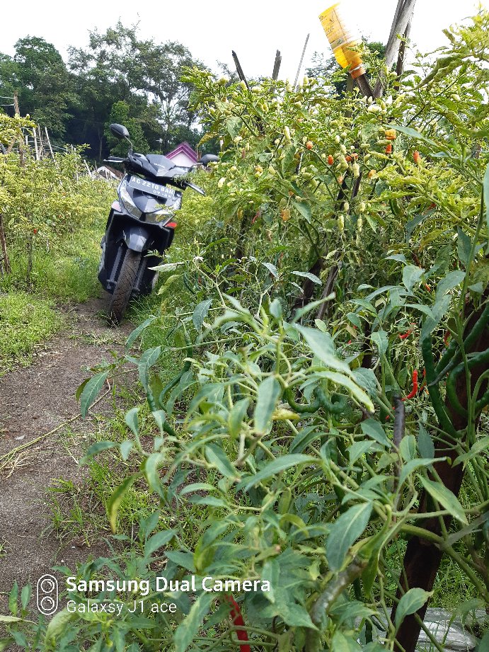 Maginot Kemeja Batik Pria Rama-ss Lengan Pendek