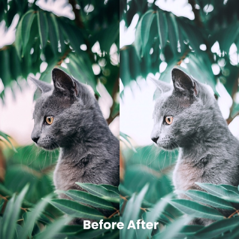 FUJIFILM TONE PRESET LIGHTROOM (iOS &amp; ANDROID)