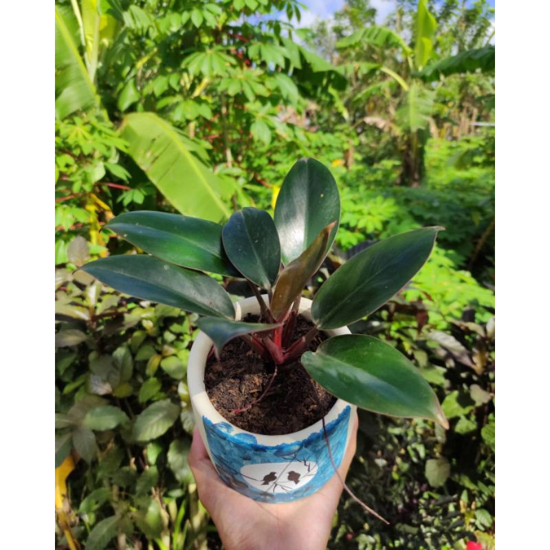 TANAMAN HIAS PHILODENDRON CONGO ROJO