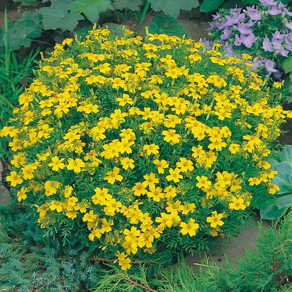 Benih Bibit Biji - Bunga Tagetes tenuifolia Lemon Gem Flower Seeds