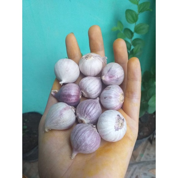 

bawang tunggal/lanang