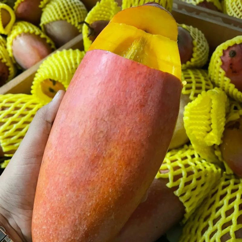 

mangga kimeng