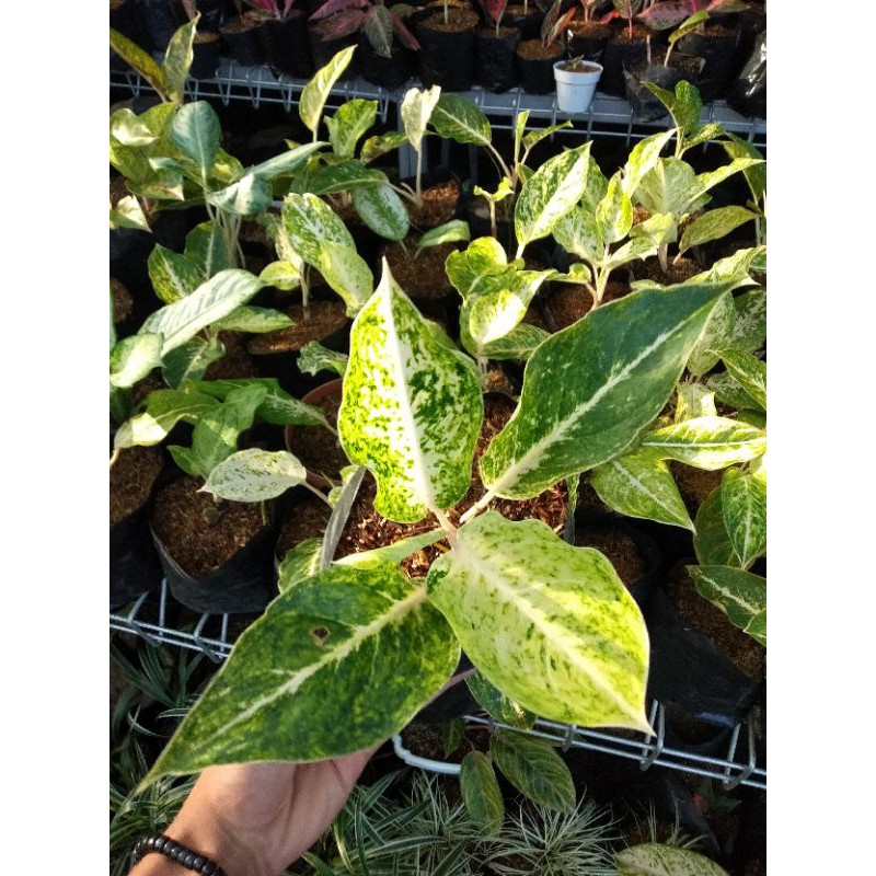 aglonema striptis white