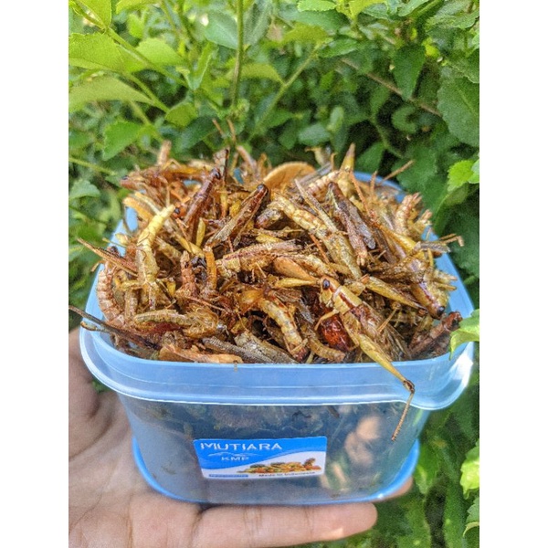 

BELALANG GORENG GURIH TIDAK PEDAS TOPLES KOTAK MINI