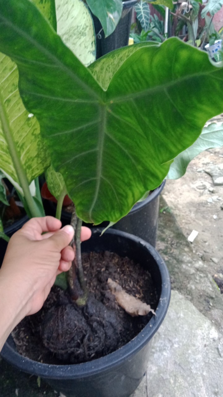 Keladi Ular / Alocasia Zebrina / Kelasi Besar / Umbi Keladi Ular (wajib Karantina)