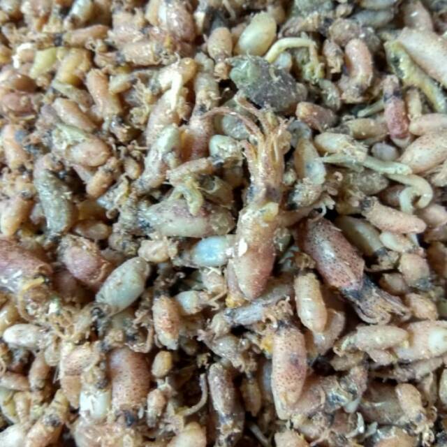 

Cumi baby 2cm-3cm, 250gr