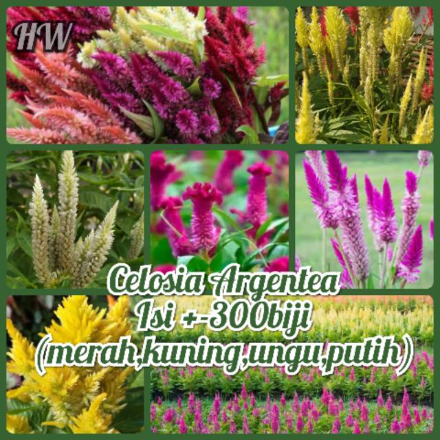 Biji Bunga Celosia Argentea Shopee Indonesia