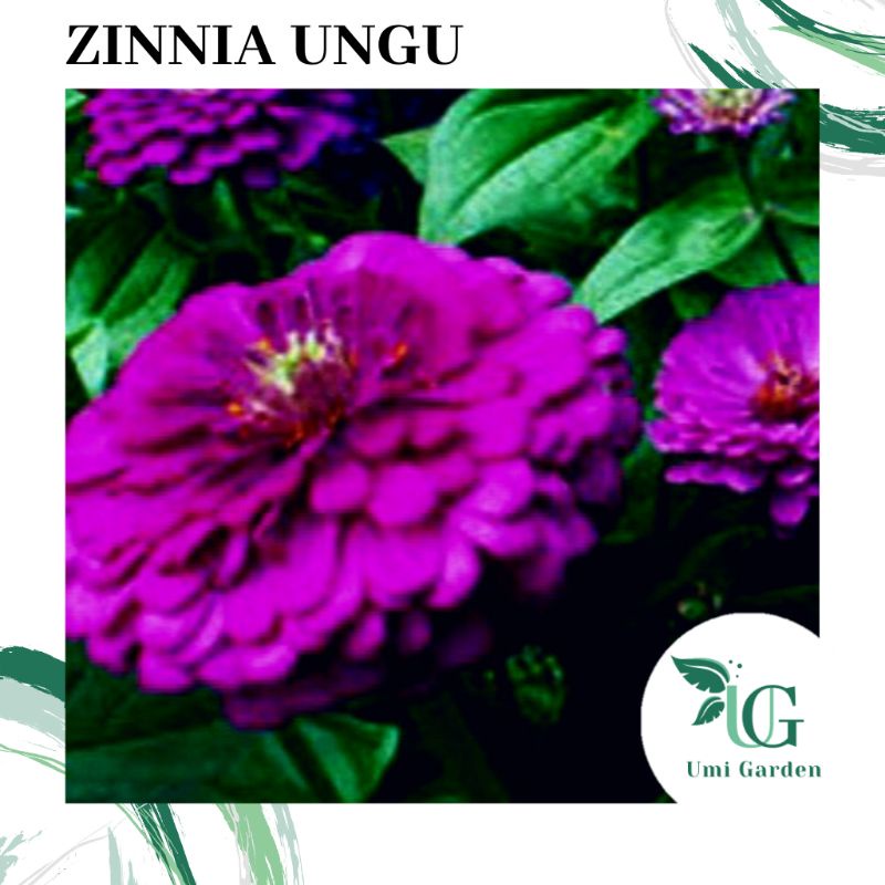 7 Biji Benih Bunga Zinnia Bunga Kertas Ungu Tanaman Hias