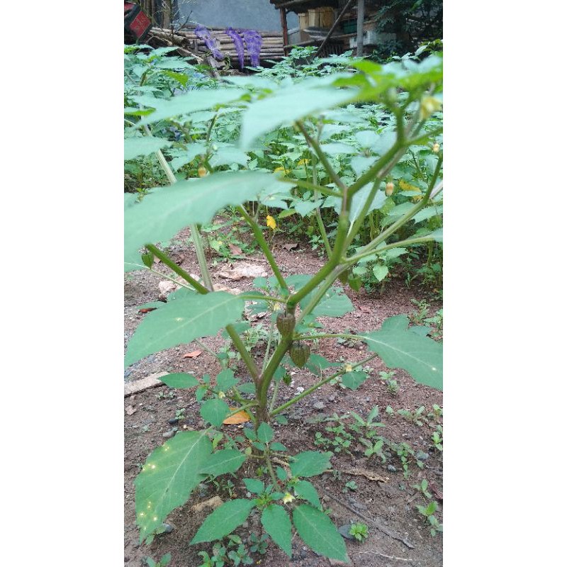 

POHON CIPLUKAN SEGAR