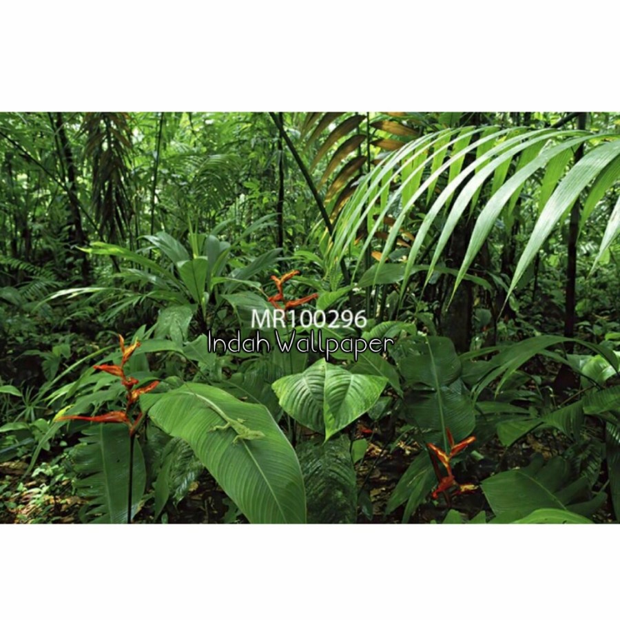Photowall Mural 3D Wallpaper Dinding Mural Visual Tropical Hutan Hijau 3D