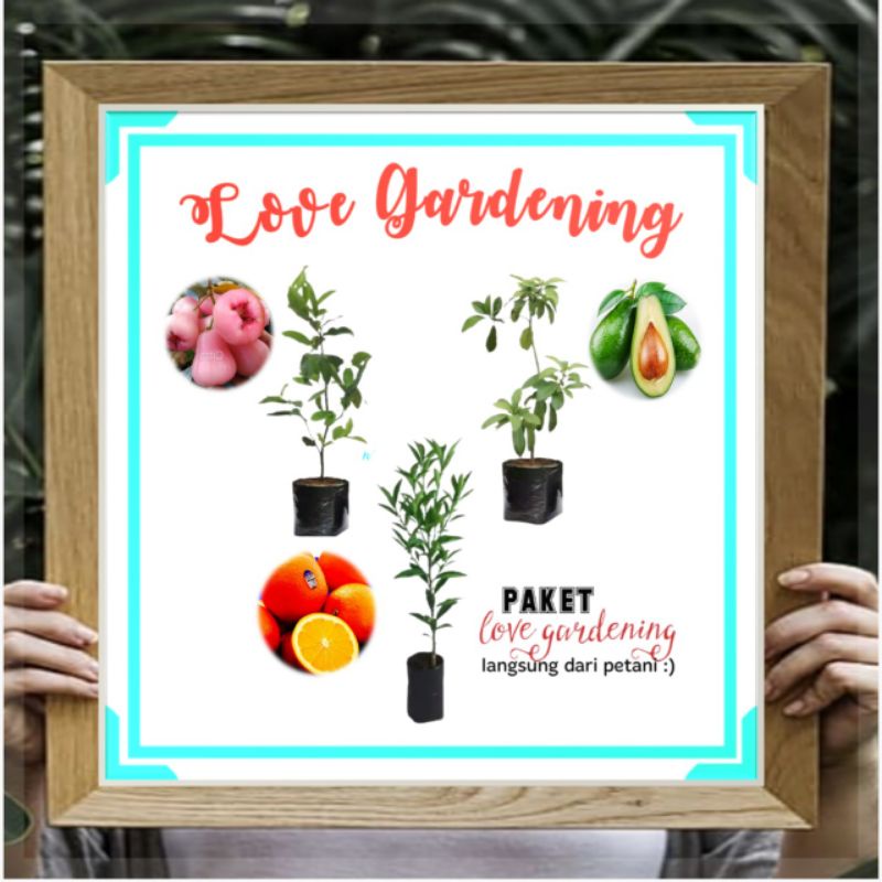 Love Gardening (Jambu Air Segar, Jeruk Santang Madu,Alpukat Aligator)