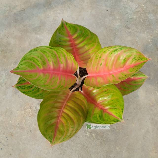 Aglonema Andini  - Aglopedia