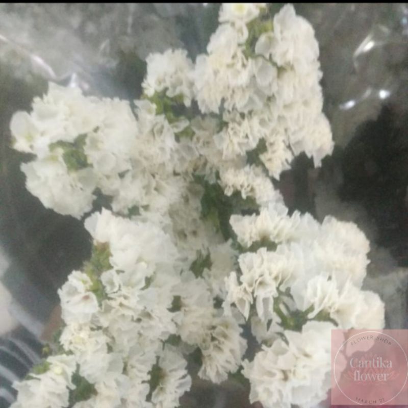 bunga statice/ bunga statis / bunga statis fresh per 10 tangkai