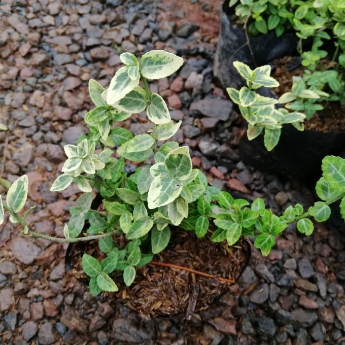 tanaman hias rambat dollar kecil variegata - dolar kecit varigata