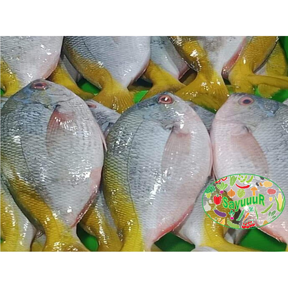 

ikan ekor kuning