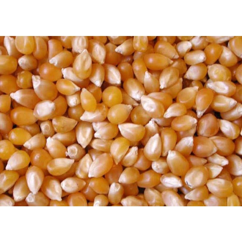GROSIR JAGUNG UNYIL 250 GRAM KWALITAS SUPER UNGGUL JOSSS