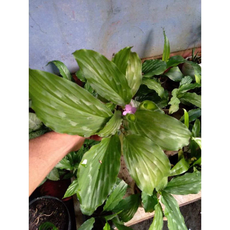 

Calathea kencur