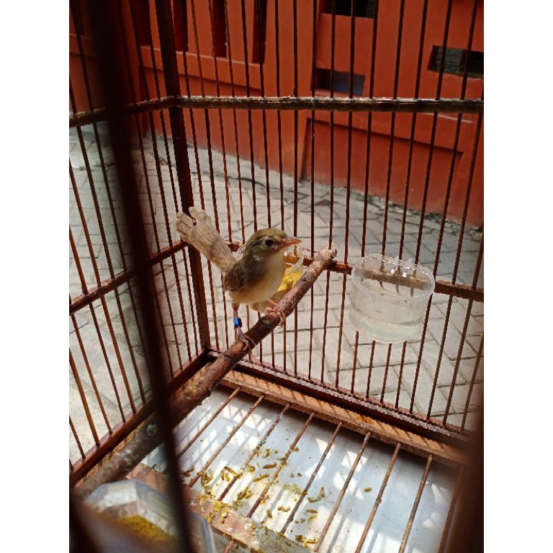 cigun jantan rawatan dari loloh