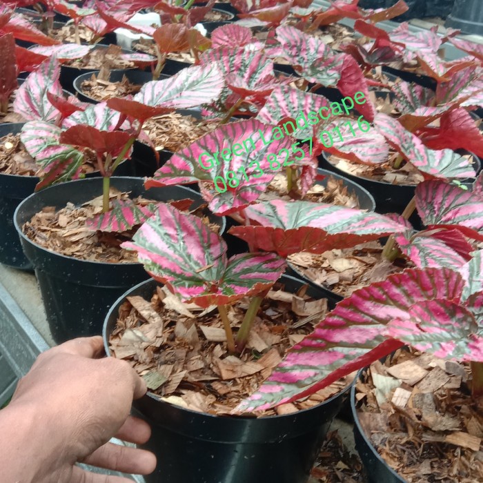 Pohon Begonia Merah / Begonia Red Walet Tanaman Hias Begonia Merah