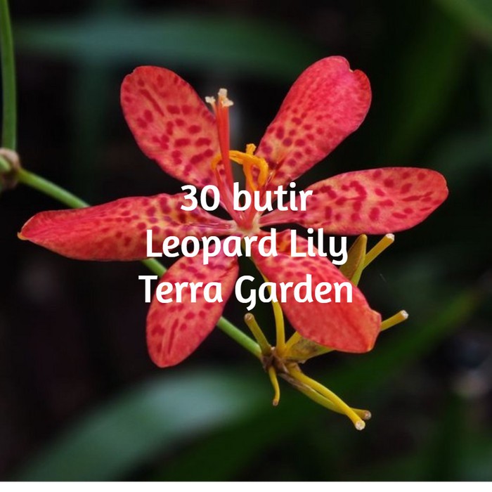 Biji Benih Bunga Leopard Lily Bunga Bakung Lily Tanaman Hias seeds