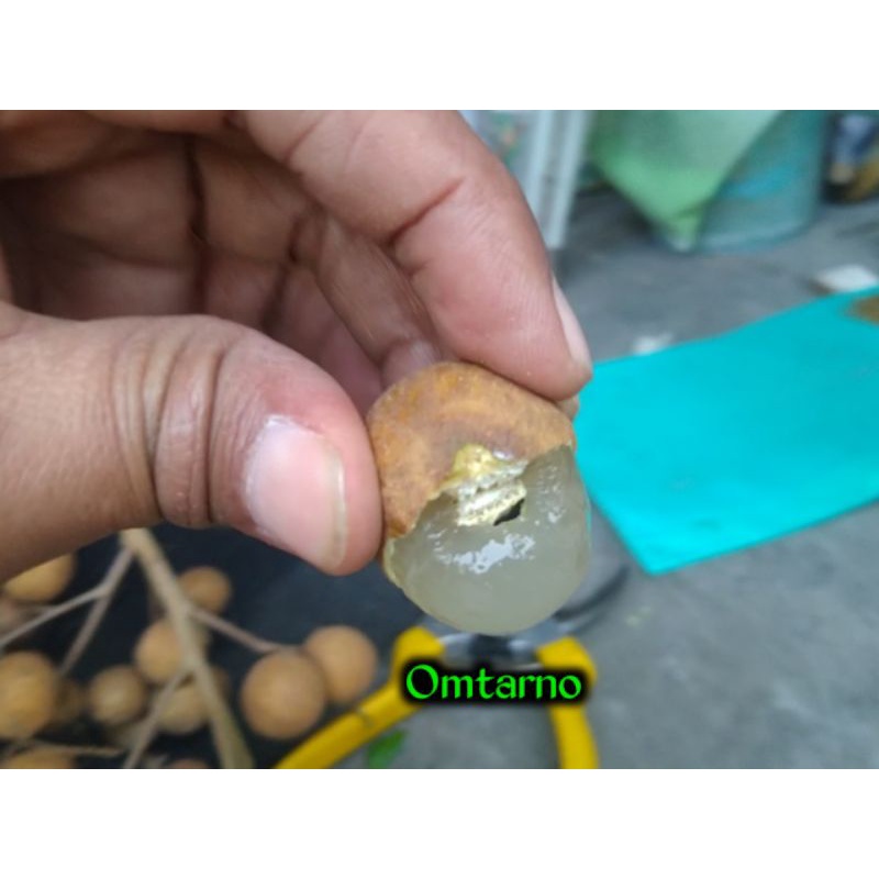 

Buah Kelengkeng segar dan fresh