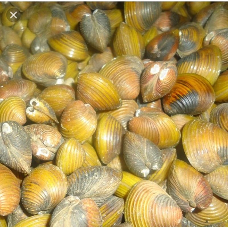 remis sungai obat liver 500grm