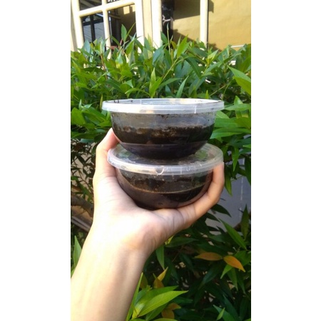 [TERMURAH] BEDDA LOTONG Isi 100gram