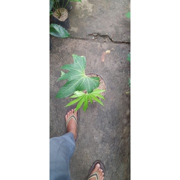 anthurium jari