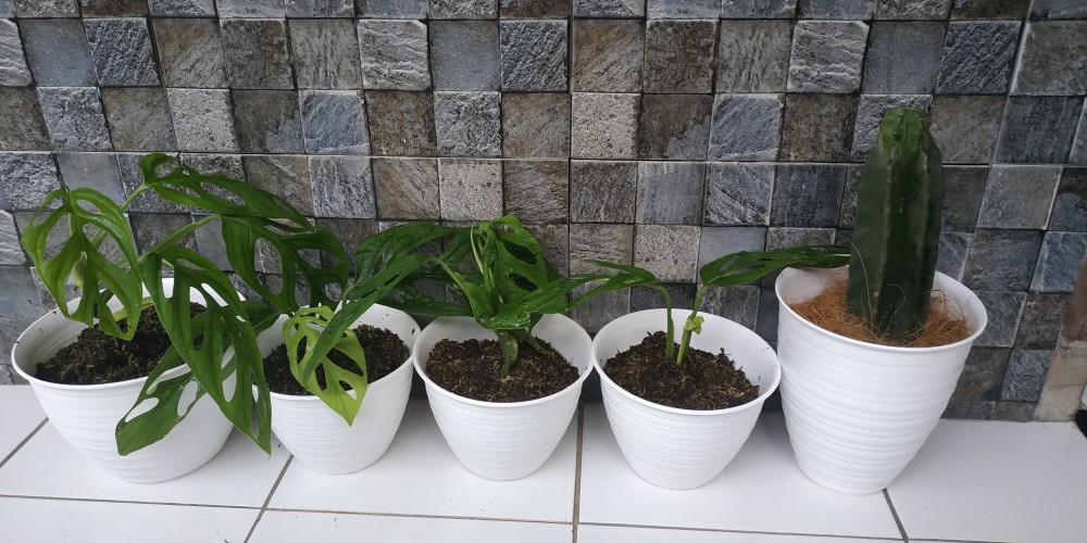 21cm Pot Tawon 21 Budi Jaya