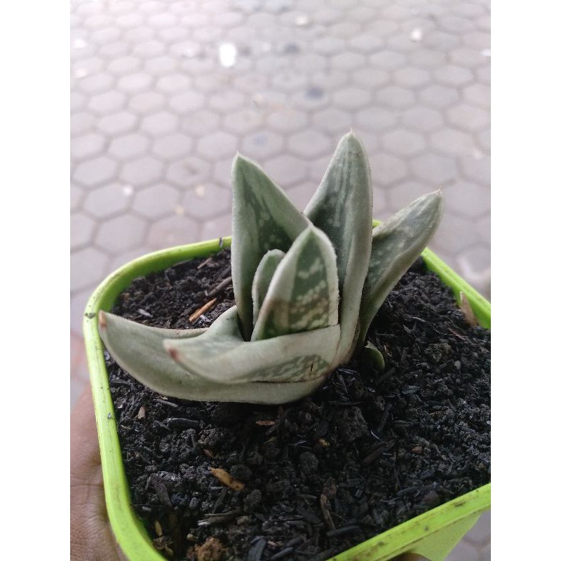 Keluarga Kaktus-Sukulen/Gasteraloe Green Ice (SMALL/RARE)
