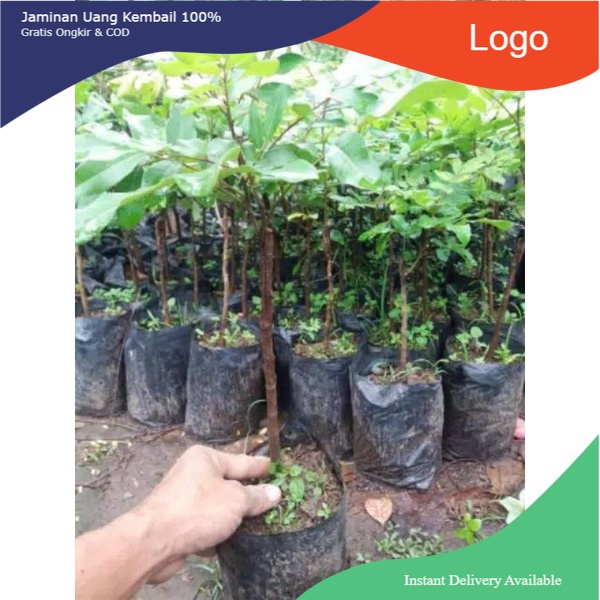 3 bibit kelengkeng matalada