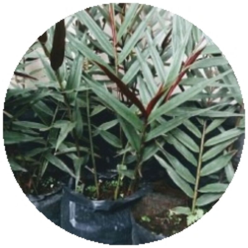 

bibit jahe Wulung tanaman herbal