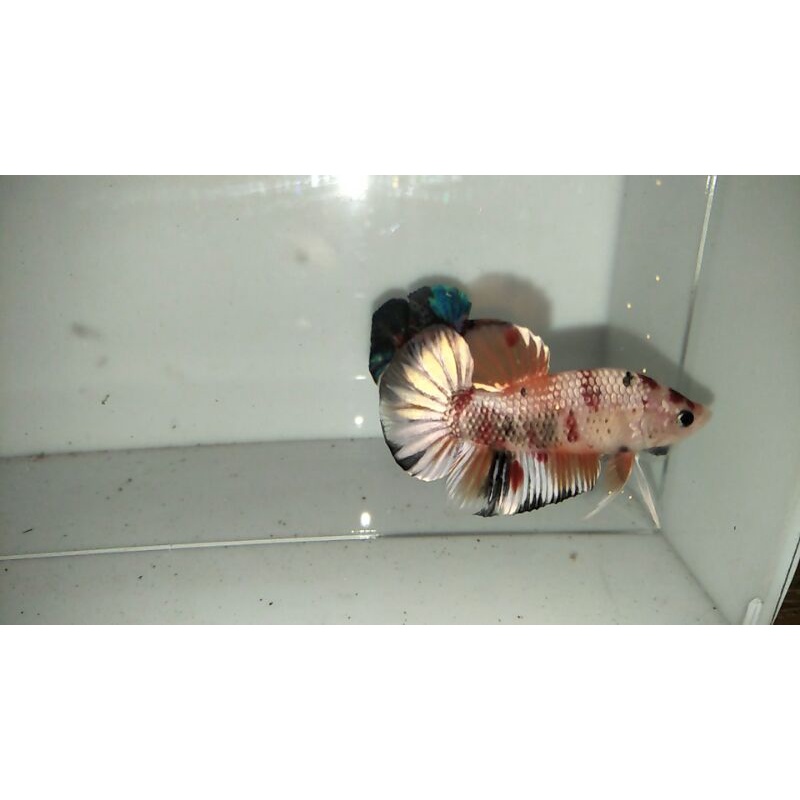 ikan cupang pk nemo copper gold