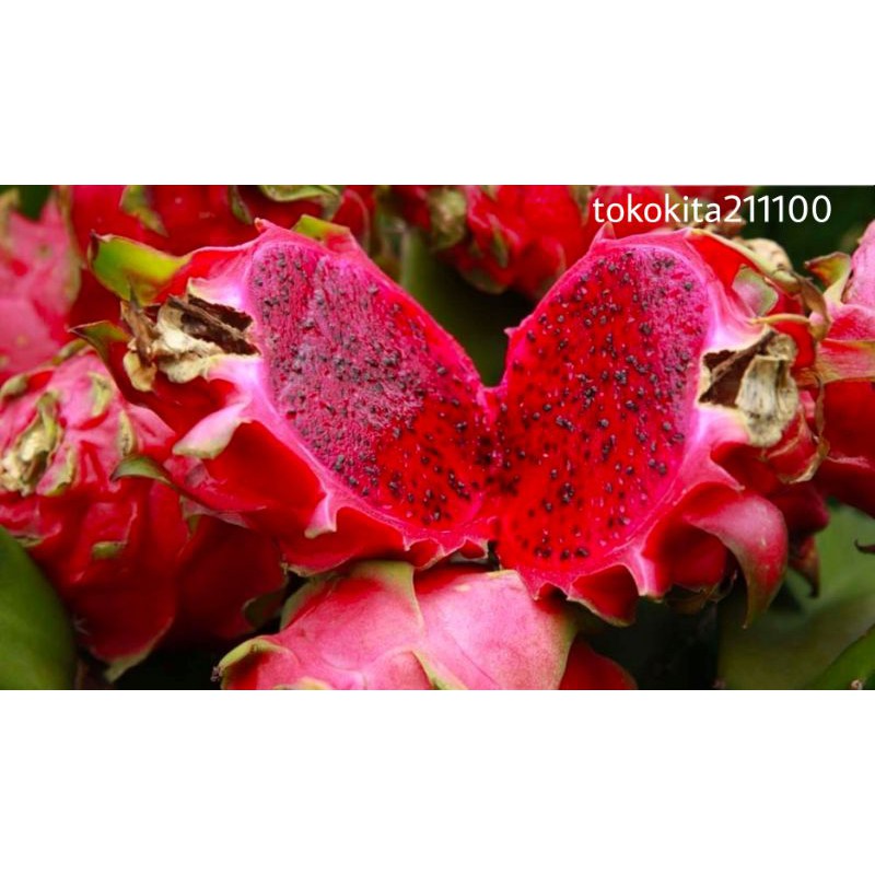 

Buah Naga Merah Segar Premium (1kg)