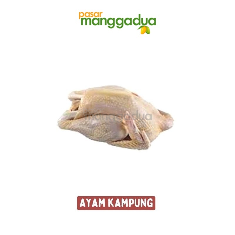 

PROMO !!! Ayam Kampung Per Ekor / Unggas