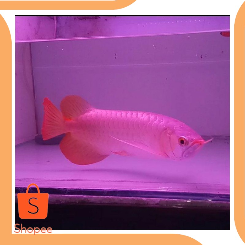 Promo last stok Arowana super Red 19DEZ Murah