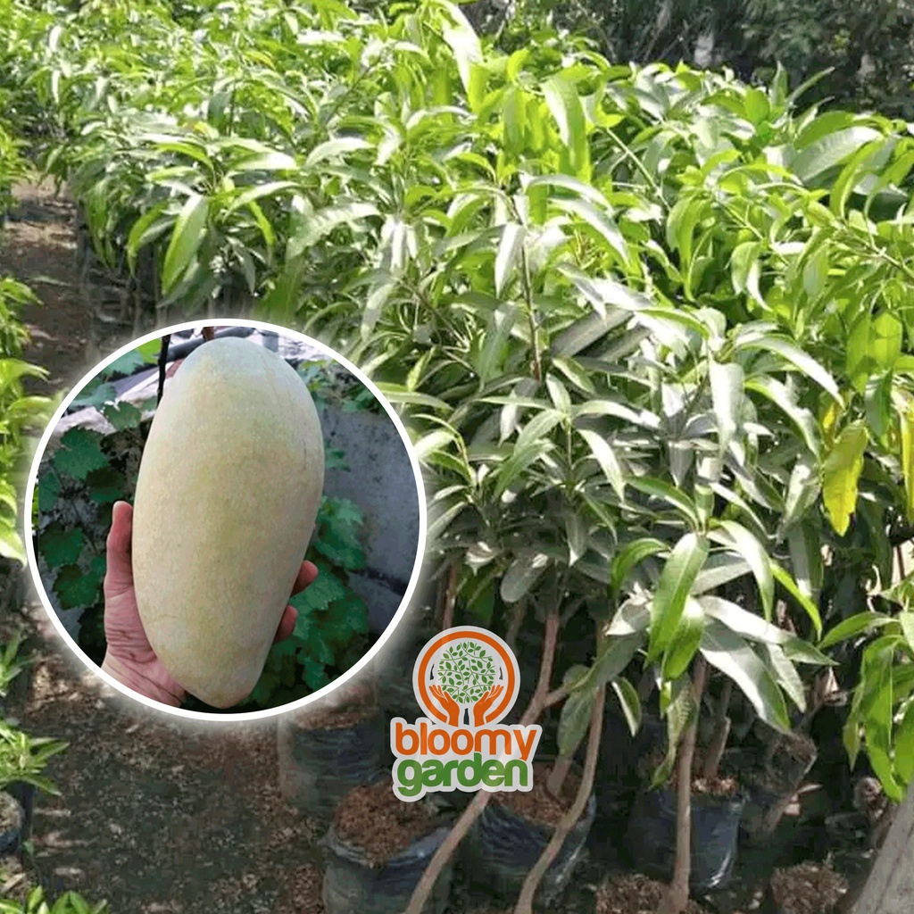 BIBIT MANGGA KIOJAY THAILAND