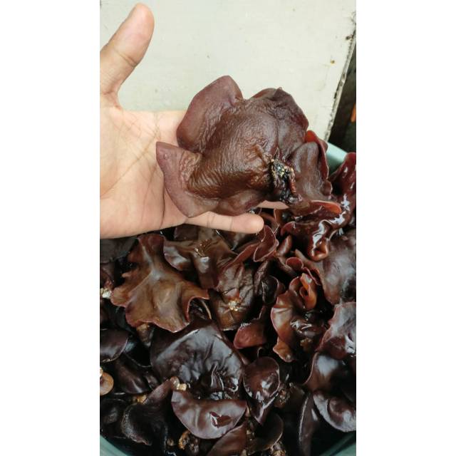 

Jamur Kuping