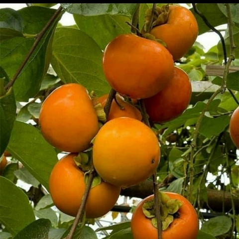 Bibit Buah Kesemek Persimon Import New Zealand, Kesemek Okulasi Unggul