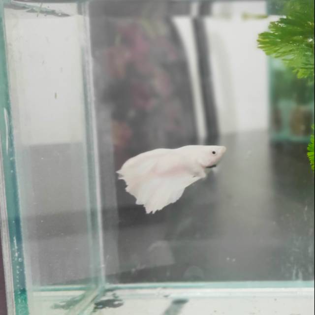 

Cupang halfmoon white opaque + doubletail white opaque