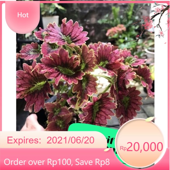 PROMO Tanaman hias miyana Dragon langka