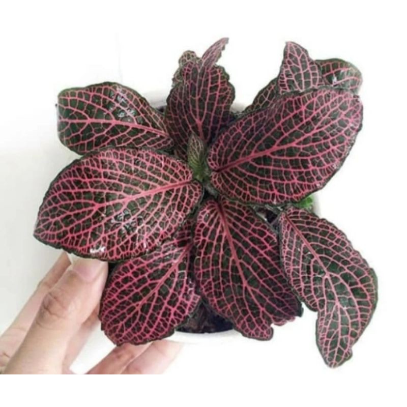 Tanaman hias episcia mutiara merah - fittonia merah
