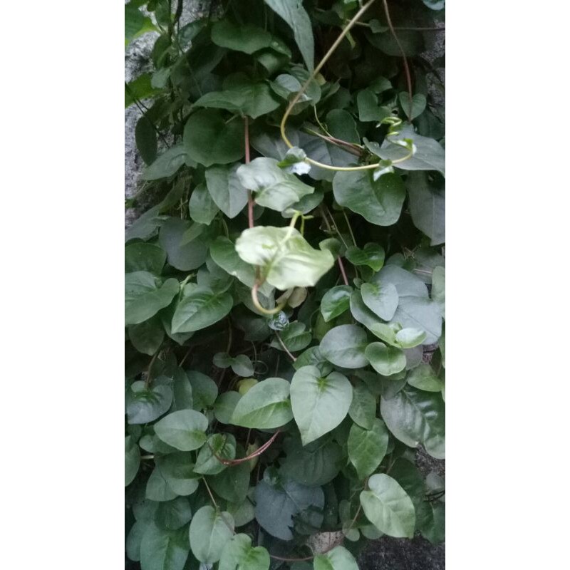

Daun Binahong fresh petik langsung