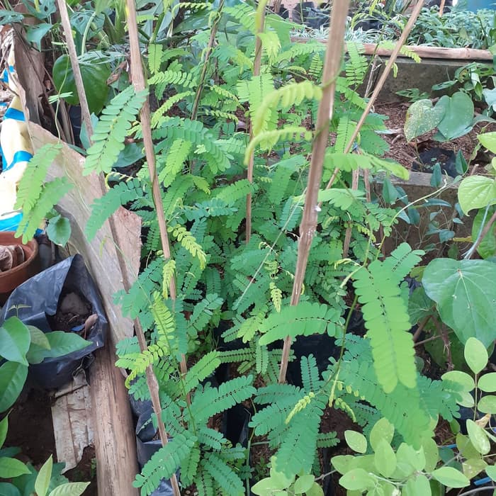 

pohon saga herbal murah