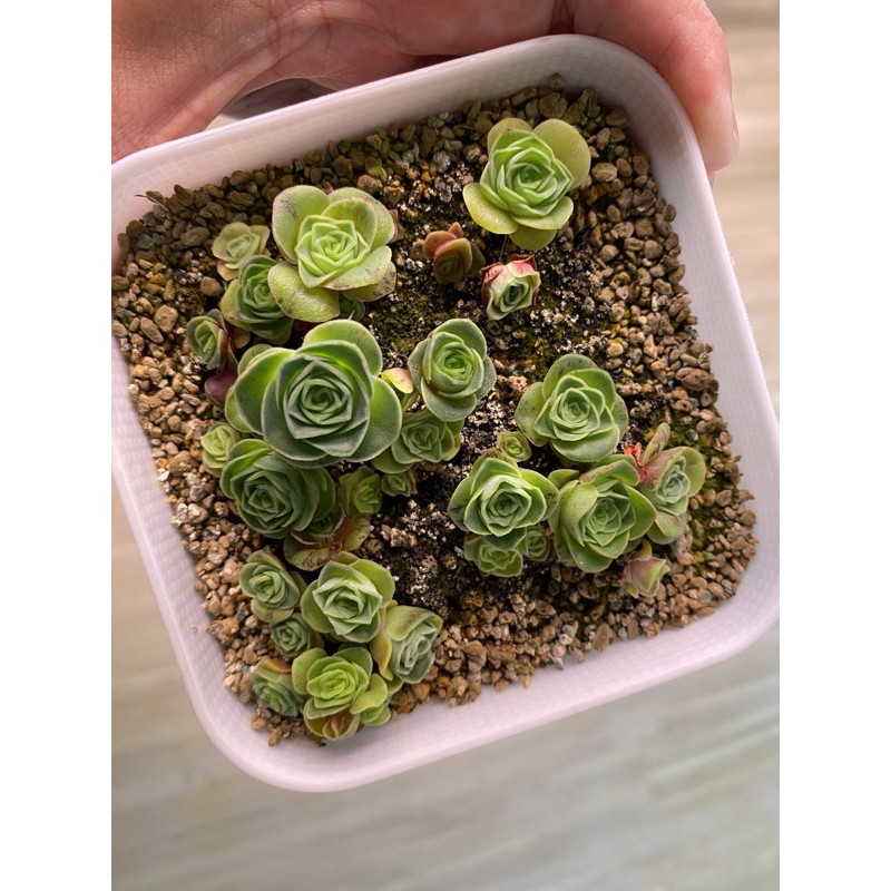 [RARE] Greenovia Mix Seeds (imported)