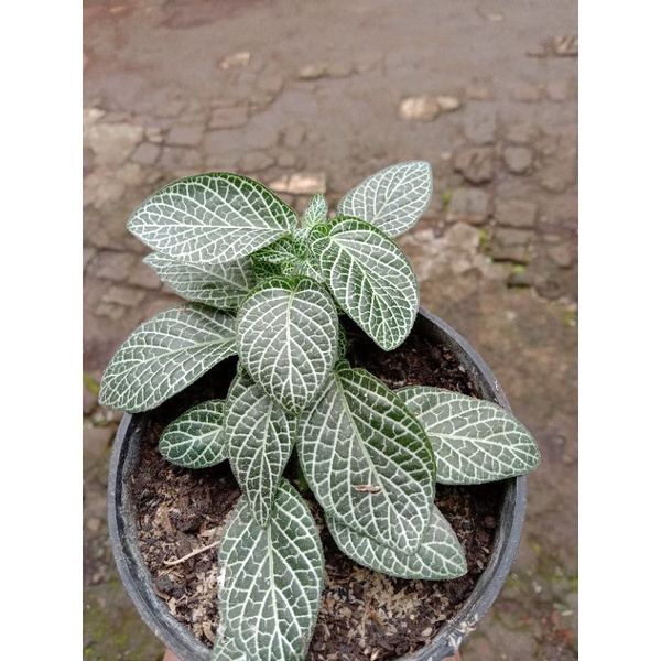 fittonia